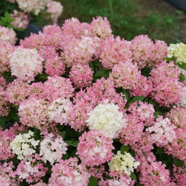 Fire Light Tidbit&reg; Panicle Hydrangea