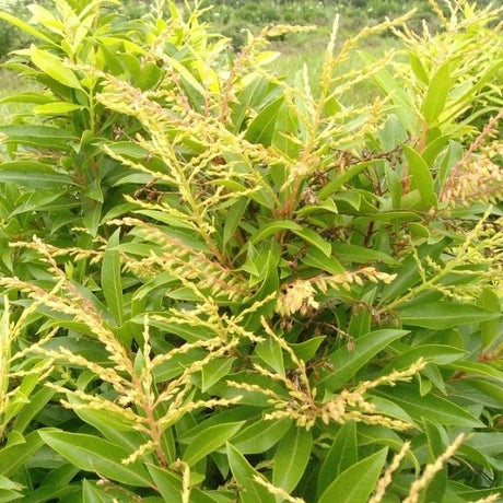 Japanese Andromeda Brouwers Beauty