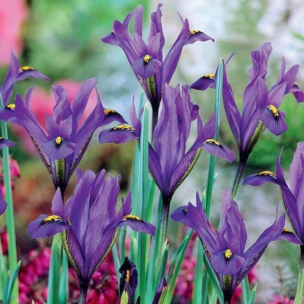 J.S. Dyt Dwarf Iris