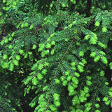 Canadian Hemlock