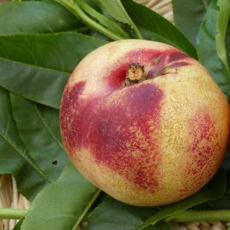 Arctic Jay Nectarine Tree