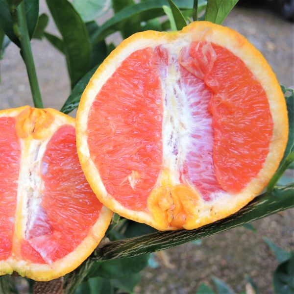 Cara Cara Sweet Orange Tree