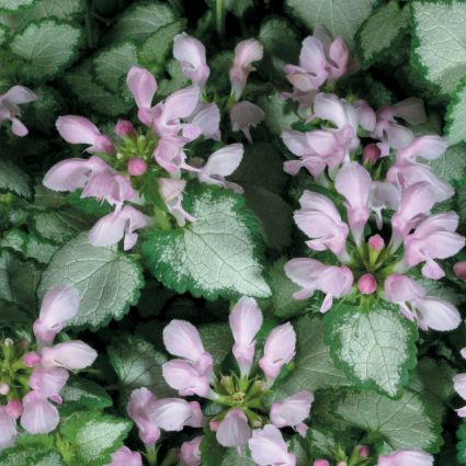 Pink Chablis Lamium