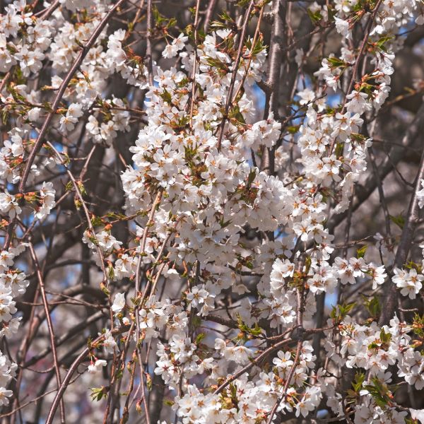 Yoshino Weeping Cherry Tree