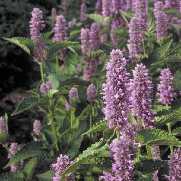 Anise Hyssop