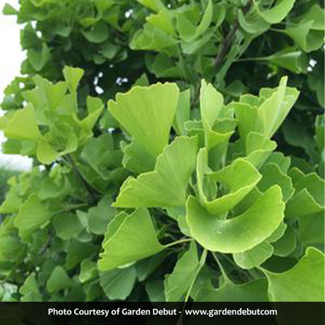 Sky Tower&trade; Ginkgo