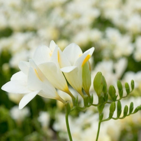 Single White Freesia