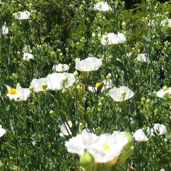 Matilija Poppy