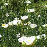 Matilija Poppy