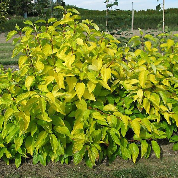 First Editions&reg; Neon Burst&trade; Dogwood