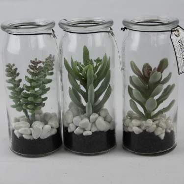 3 Assorted Glass Jar Succulents