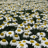 Snowcap Daisy