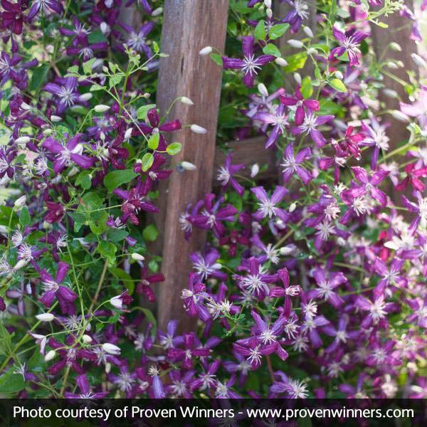 Sweet Summer Love Clematis