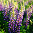 Gallery Blue Lupine