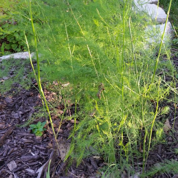 Jersey Giant Asparagus Plant