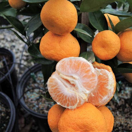 Sudachi Mandarin Tree