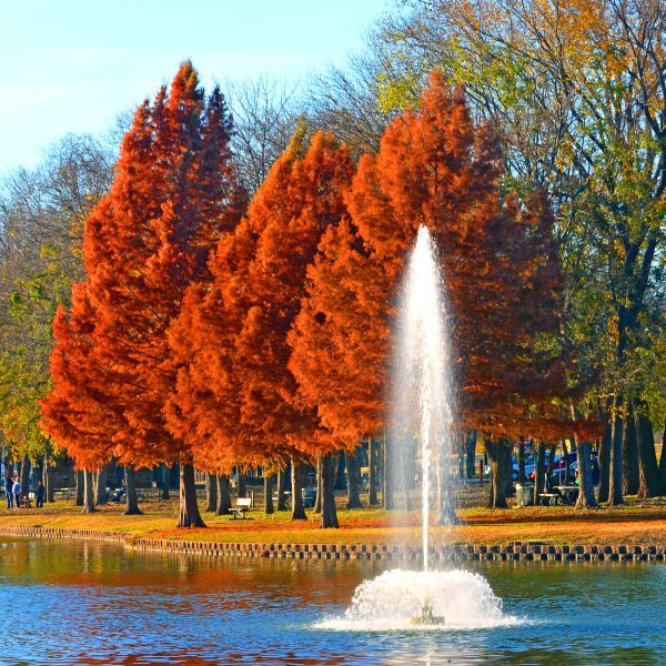 Bald Cypress Tree