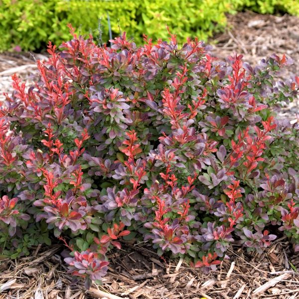 First Editions&reg; Cabernet&reg; Barberry