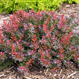 First Editions&reg; Cabernet&reg; Barberry