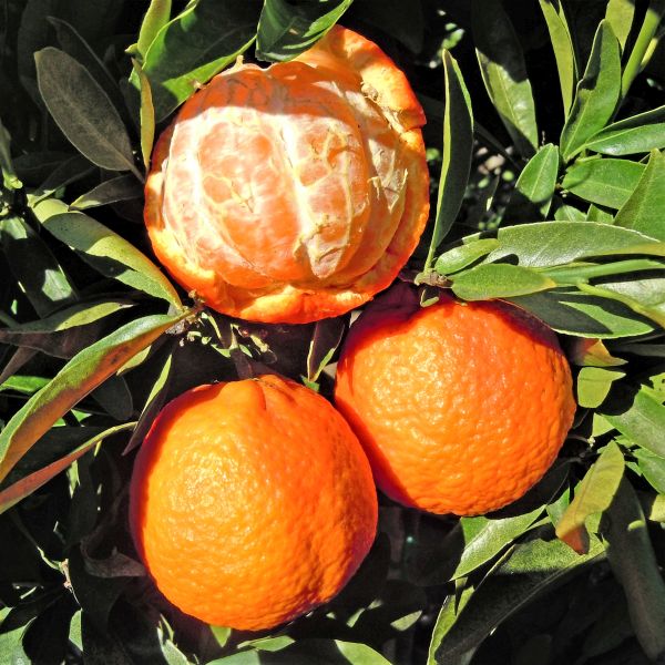 Clementine Mandarin Orange Tree