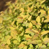 Goldmound Spirea