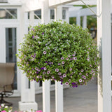 Snowstorm&reg; Blue Bacopa