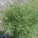 Dwarf Blue Leaf Arctic Willow