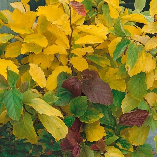 Audubon&reg; Native Vernal Witchhazel