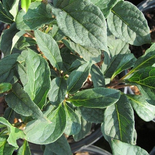 Royalty Lilac | Buy at Nature Hills Nursery