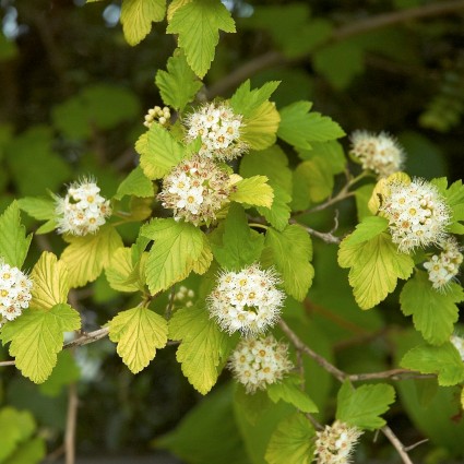 Golden Ninebark