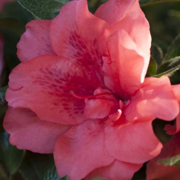 Encore&reg; Autumn Princess&reg; Azalea