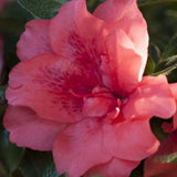 Encore&reg; Autumn Princess&reg; Azalea