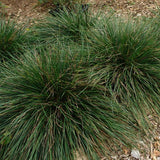 Gold Dew Tufted Hair Grass