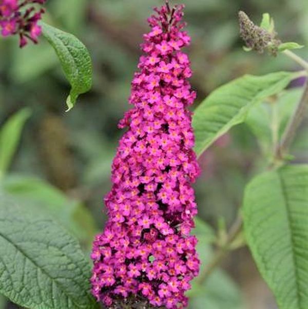 CranRazz&trade; Butterfly Bush