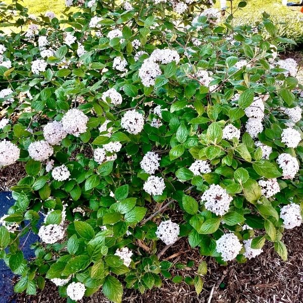 American Spice Viburnum