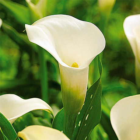 Albomaculata Calla Lily