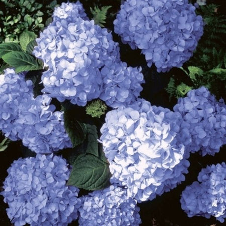 Big Daddy Hydrangea