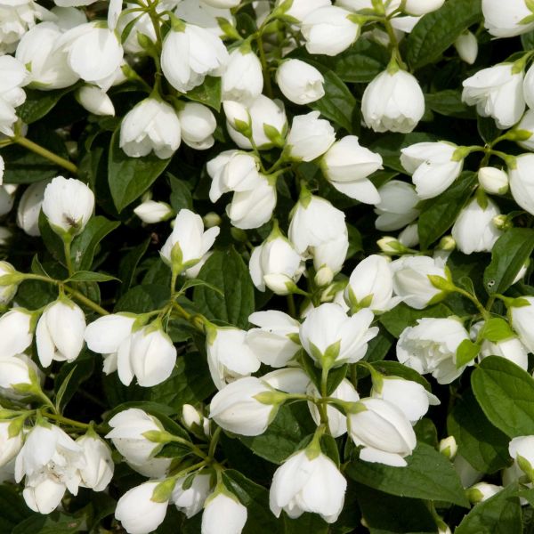 Snowbelle Mock Orange