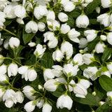 Snowbelle Mock Orange