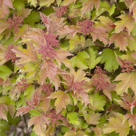 Viburnum Onondaga