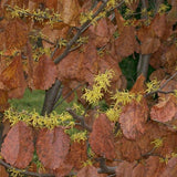 Common Witch-hazel