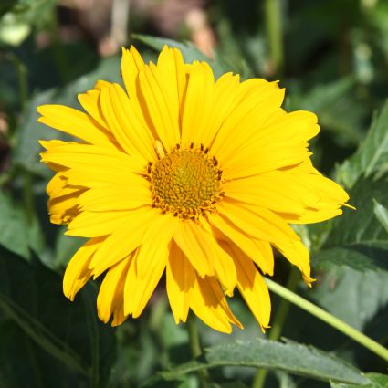 Summer Sun Sunflower Heliopsis