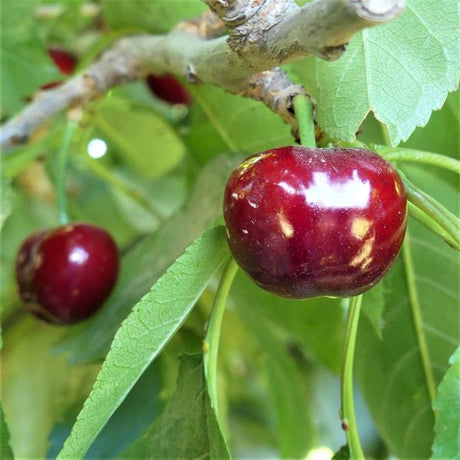 Utah Giant Cherry Tree