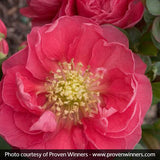 Proven Winners&reg; Color Choice&reg; Double Take&trade; Pink Quince