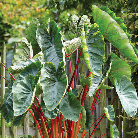 Hawaiian Punch Elephant Ear