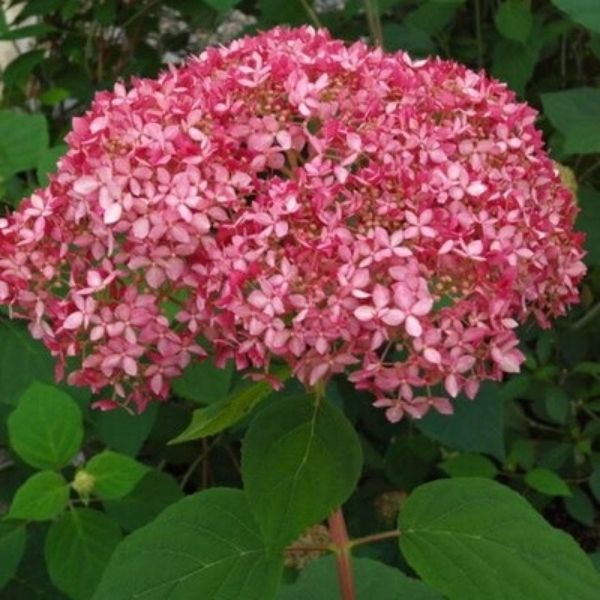 Invincibelle&reg; Ruby Hydrangea