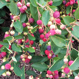 Regent Saskatoon Serviceberry