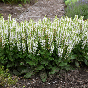 Bumblesnow Salvia