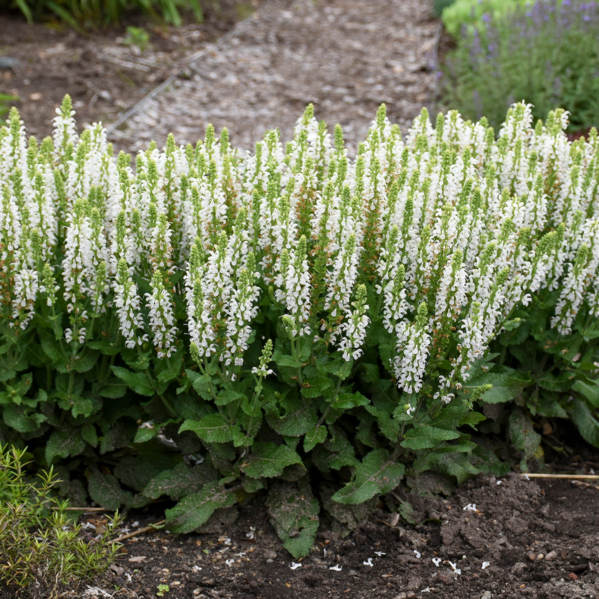 Bumblesnow Salvia