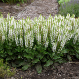 Bumblesnow Salvia